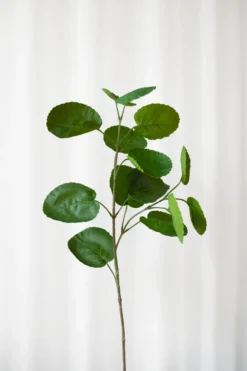 Aralia blad - grøn