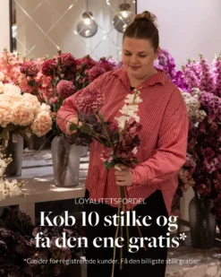 Krysantemum no. 2 - burgundy